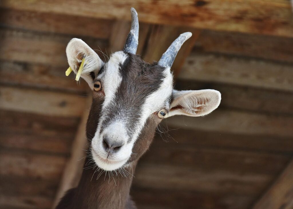 goat, animal, livestock, domestic goat, mammal, head, horns, nature, closeup
